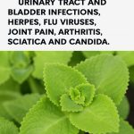 If you have purple veins on your legs, it means you are…