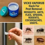 15 Best Wildflowers to Plant in October for a Blooming Spring Meadow