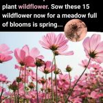 Homemade Lemon Peel Cleaners: Two Powerful Recipes for a Spotless Home