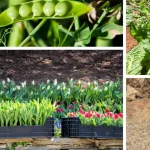 Oregano and Digestive Health: How This Herb Supports Your Stomach