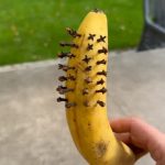 Air Fryer Blooming Baked Potatoes