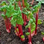 Rösti: the super easy recipe for making crispy potato rosti