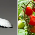 This Weird Apple Planting Hack Using Onion and Aloe Actually Works!