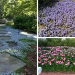 My 50-Year-Old Gardening Secret for Massive Vegetable Yields