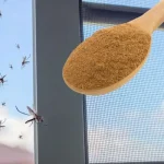 What Happens When You Grow a Tomato from a Burger King Whopper Slice?