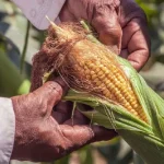 Why You Should Leave Fallen Leaves on Your Soil (Not Bag Them Up!)