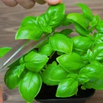 Vegetable Salad Canning Recipe