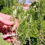 The Real Power of Dandelion Is in the Root