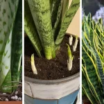 Top 5 Homemade Uses of Horse Chestnut