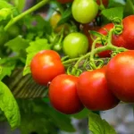 Ginger Shot – Fat Burning, Detox, Glowing Skin & Immune Booster