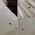 Alert! The word that can turn your voice into the key to artificial intelligence fra:ud.