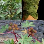 Tomatoes Hate Cucumbers: Secrets Of Companion Planting and Popular Planting Combinations