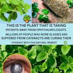 Crispy Chicken-Leg Croquettes