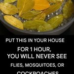 Doctor’s War:ning: Stop Eating These 4 Foods Immediately They Contain Lots of Parasites