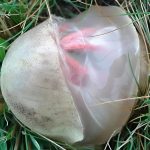 Here’s What Happens When You Eat One Banana A Day. Ladies, Take Note!