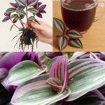 Pumpkin Power – Nature’s Forgotten Medicine. You’ll Be Shocked What It Does to Your Body…