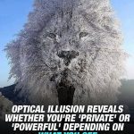 How To Remove 80 % of Heavy Metals From The Body In 42 Days With This Plant