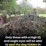 Gourmet Chocolate Peanut Butter Cups: A Decadent Homemade Delight