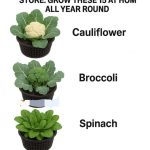 The Golden Elixir: A Potent Natural Elixir for Wellness