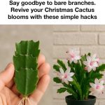 Boil eggshells and say goodbye to the …