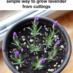 How to remove odors and dirt from electric kettles very simply: If you don’t know, it’s a waste