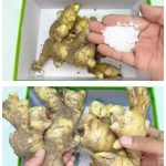 Homemade Cockroach & Ant Killer That Actually Works