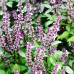 Oranges, oats, almonds, and pineapple