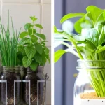 Pavesini Cold Delight: the no-bake dessert that everyone will fall in love with