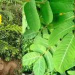 Cracked Heels Could Be a Warning Sign