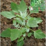 Doctors reveal that consuming pineapple causes