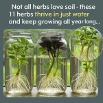 Doctors reveal that eating winged beans causes