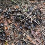 Unlocking the Benefits of Hanging an Overripe Banana in Your Garden