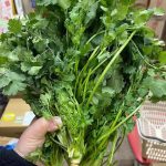 7 Benefits of the Miracle Leaf of Life You Should Know About!