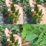 Doctors reveal that eating coriander causes …