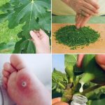 Secret Tips for Growing Healthy and Productive Clove Plants