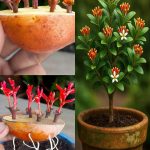 The Hidden Power of Pine Nuts: Benefits, Nutritional Strength, and How to Use Them