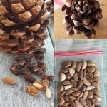 Secret Tips for Growing Healthy and Productive Clove Plants