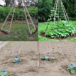 20 Genius Clove Remedies That Transform Your Health Daily