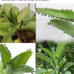 White Bread (Quick Recipe)