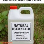 Why People Put Cloves in Oranges: The Powerful Tradition Behind Orange Pomanders