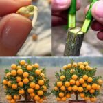 Why You Should Never Throw Away Lemon Seeds 🍋