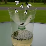 Effective Ways to Repel Pests Using Garlic: Mice, Flies, Lice, Cockroaches, Lizards, Mosquitoes