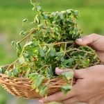 You’re Doing It All Wrong: Here’s the Right Way to Drink Tea – According to Science