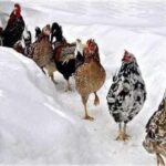 10 Plants That Repel Snakes (Naturally & Safely)