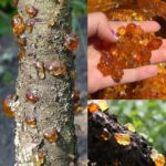 4 Amazing Homemade Bread Recipes