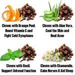 Why Everyone Should Have a Snake Plant at Home: 8 Reasons