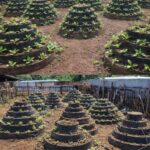 Why Mullein Root Is the Most Important Part of the Plant