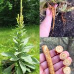 Building Tiered Raised Beds: How Vertical Layers Maximize Planting Space in Small Gardens