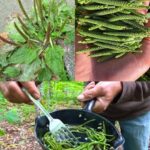 don’t hold nature’s call : farting reduces high blood pressure and improve heart health