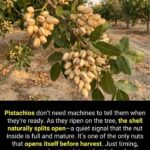 Used garlic in your cooking